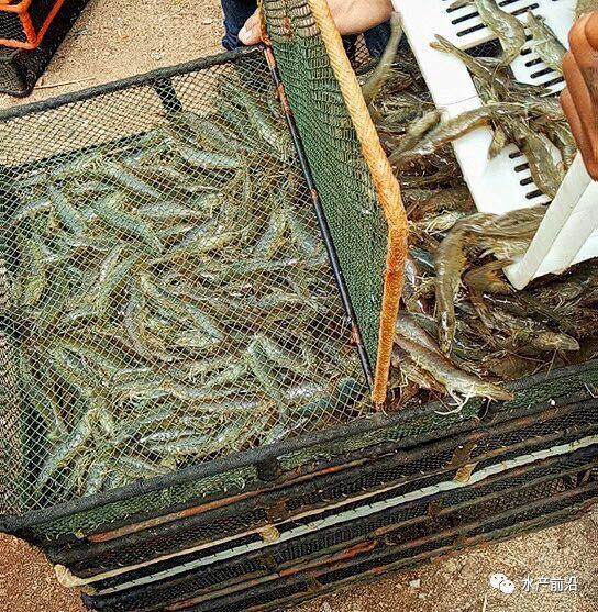 出蝦27斤/立方，連續(xù)三造成功后，工廠化養(yǎng)蝦在他看來(lái)并不難！