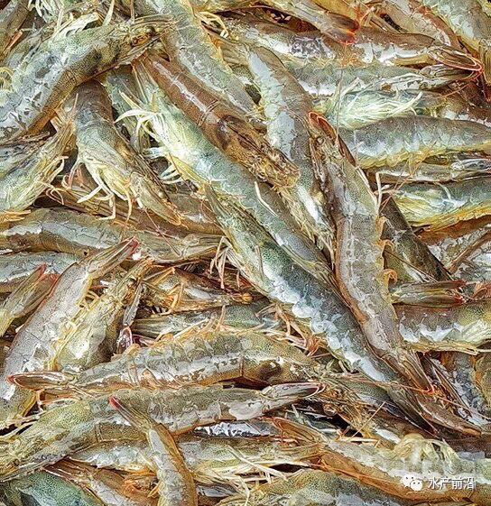 出蝦27斤/立方，連續(xù)三造成功后，工廠化養(yǎng)蝦在他看來(lái)并不難！