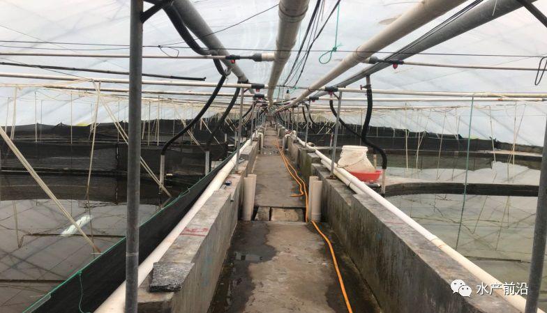 出蝦27斤/立方，連續(xù)三造成功后，工廠化養(yǎng)蝦在他看來(lái)并不難！